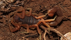 Parabuthus planicauda