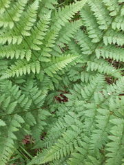 Dryopteris carthusiana