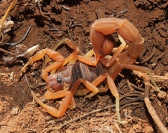 Parabuthus planicauda