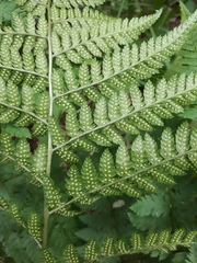 Dryopteris carthusiana