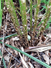 Dryopteris carthusiana