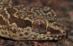 Pachydactylus oculatus