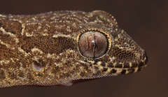 Pachydactylus oculatus