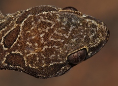 Pachydactylus oculatus