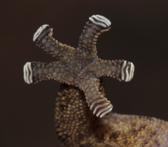 Pachydactylus oculatus
