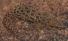 Pachydactylus oculatus