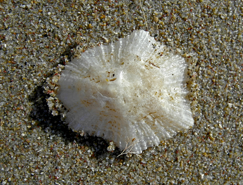 Priljepci (Patellidae)