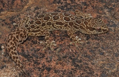 Pachydactylus oculatus
