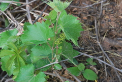 Vitis acerifolia