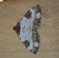 Melanthia procellata