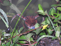 Hypopachus guancasco