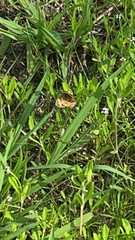 Phyciodes phaon