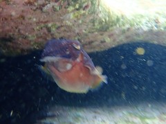 Sepia mestus