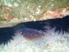 Sepia mestus