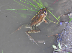 Lithobates lenca