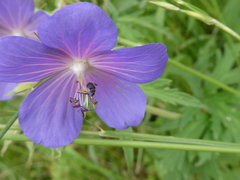 Zacladus geranii