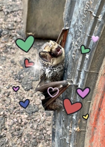 Northern Hoary Bat photographed in South Dakota