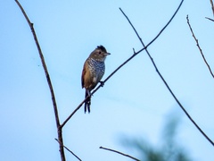 Thamnophilus torquatus