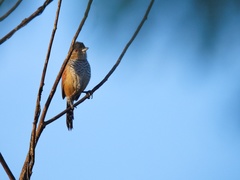 Thamnophilus torquatus