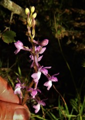 Orchis mascula laxifloriformis