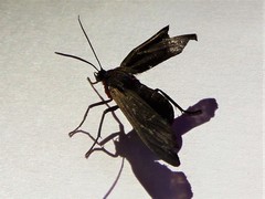 Aclytia