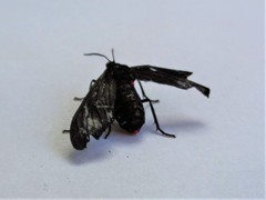 Aclytia