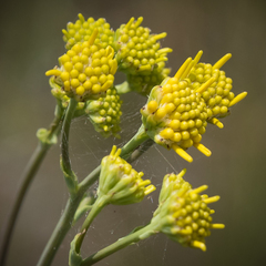 Senecio isatideus