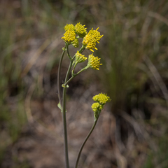 Senecio isatideus