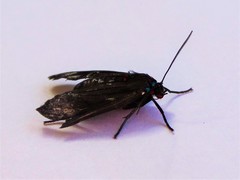 Aclytia