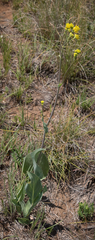 Senecio isatideus