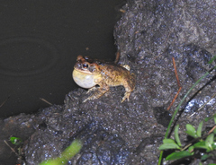 Incilius porteri