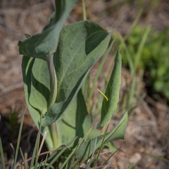 Senecio isatideus