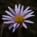 Aster bakerianus - Photo (c) Brendan Cole, some rights reserved (CC BY-NC-ND), uploaded by Brendan Cole