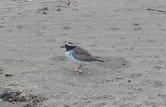 Thinornis novaeseelandiae