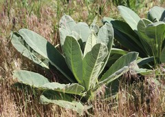 Verbascum thapsus