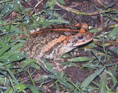 Incilius porteri