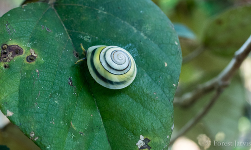 Chloraea fibula