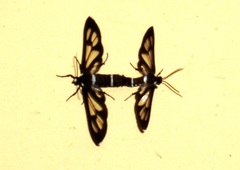 Agaphthora semihyalina