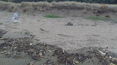 Thinornis novaeseelandiae