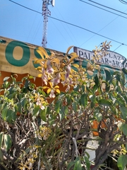 Encyclia trachycarpa