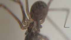 Physocyclus globosus