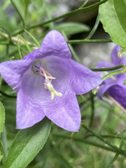 Campanula carnica