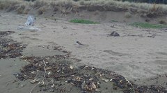 Thinornis novaeseelandiae