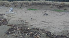 Thinornis novaeseelandiae