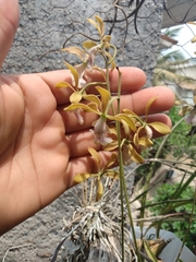 Encyclia trachycarpa