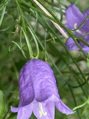 Campanula carnica
