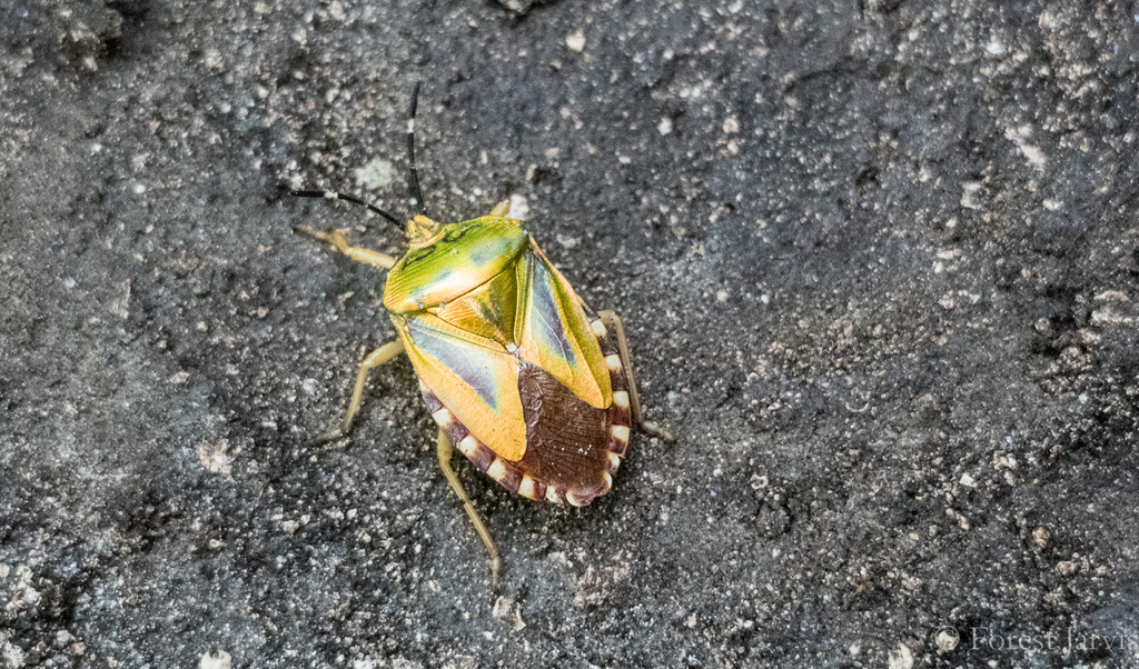 Mattiphus