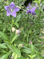 Campanula carnica