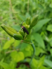 Lucidota atra