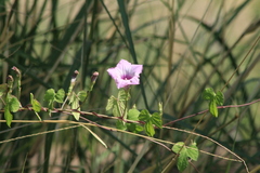 Ipomoea × leucantha